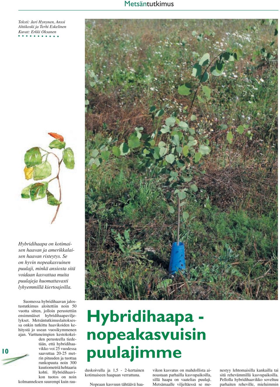 10 Suomessa hybridihaavan jalostustutkimus aloitettiin noin 50 vuotta sitten, jolloin perustettiin ensimmäiset hybridihaapaviljelykset.
