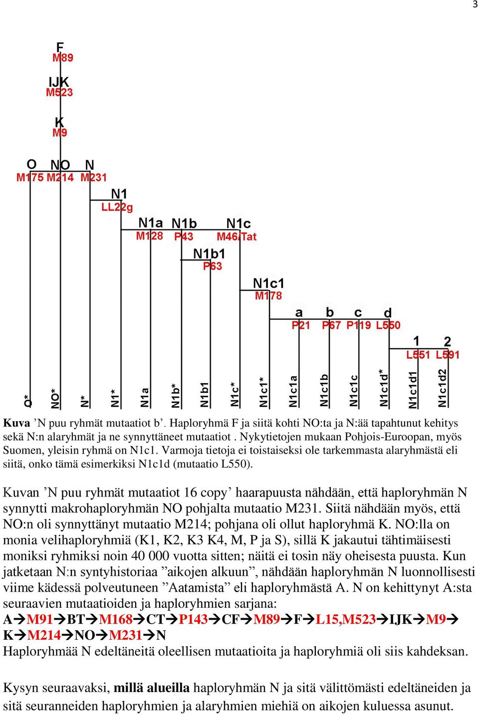 Kuvan N puu ryhmät mutaatiot 16 copy haarapuusta nähdään, että haploryhmän N synnytti makrohaploryhmän NO pohjalta mutaatio M231.