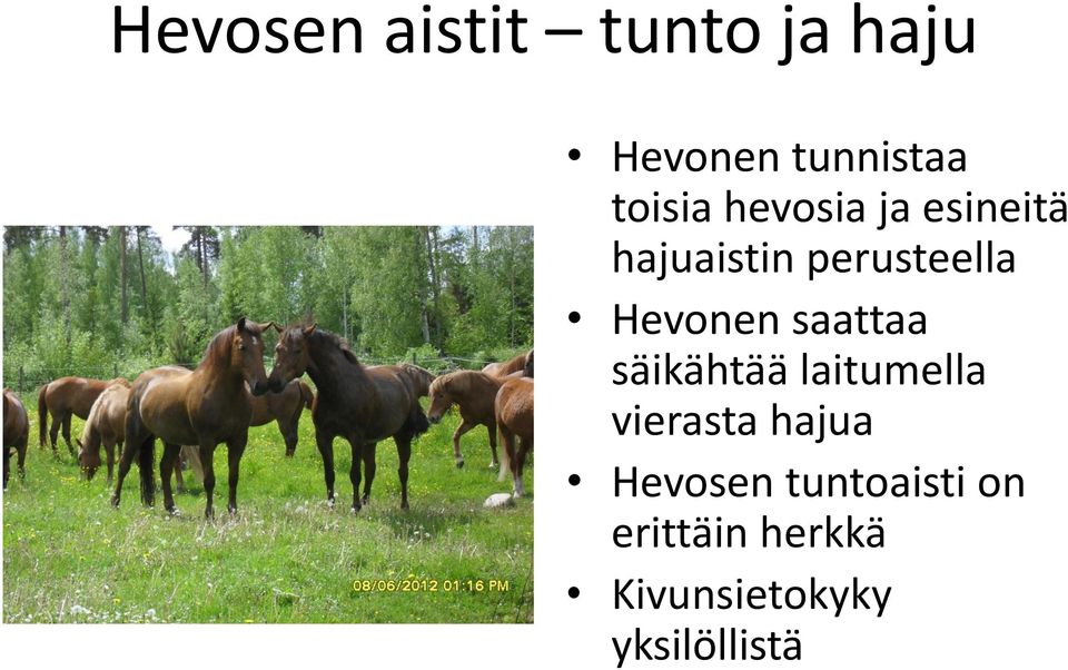 saattaa säikähtää laitumella vierasta hajua Hevosen