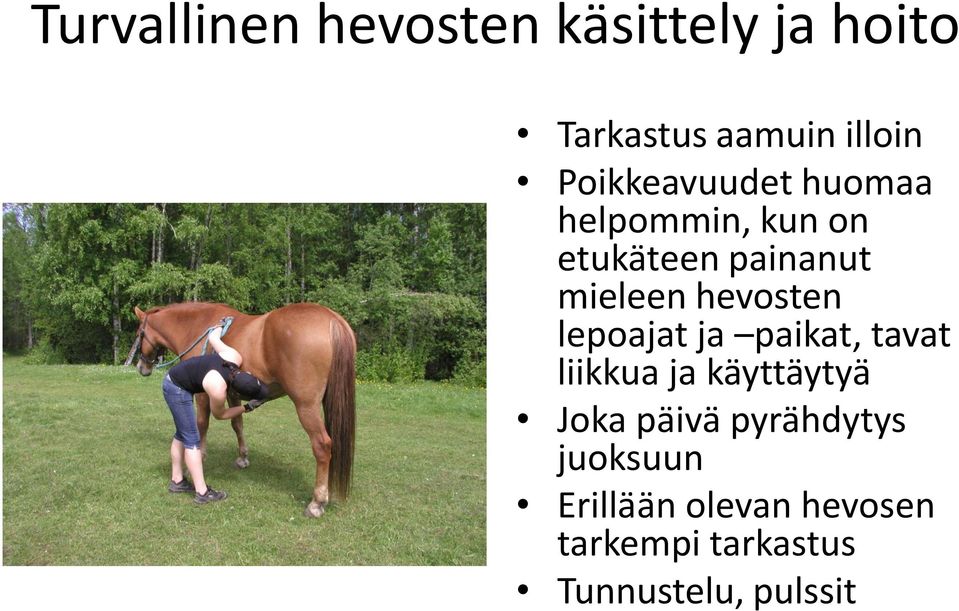 hevosten lepoajat ja paikat, tavat liikkua ja käyttäytyä Joka päivä