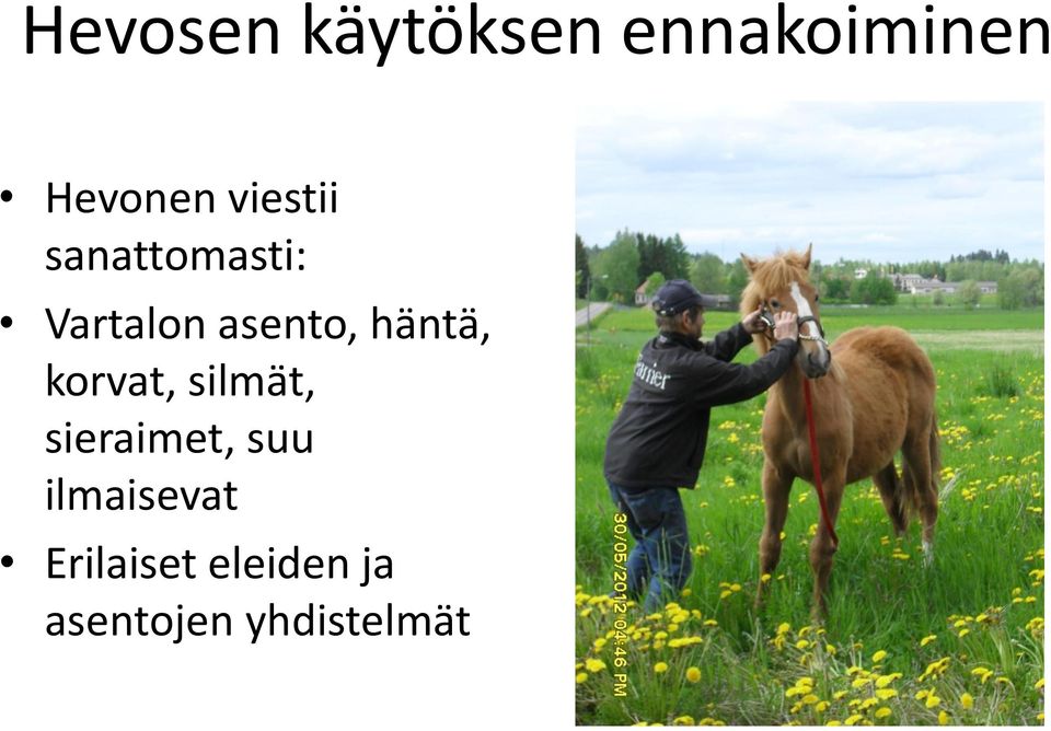 häntä, korvat, silmät, sieraimet, suu