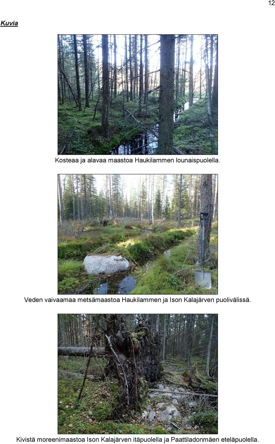 Veden vaivaamaa metsämaastoa Haukilammen ja Ison