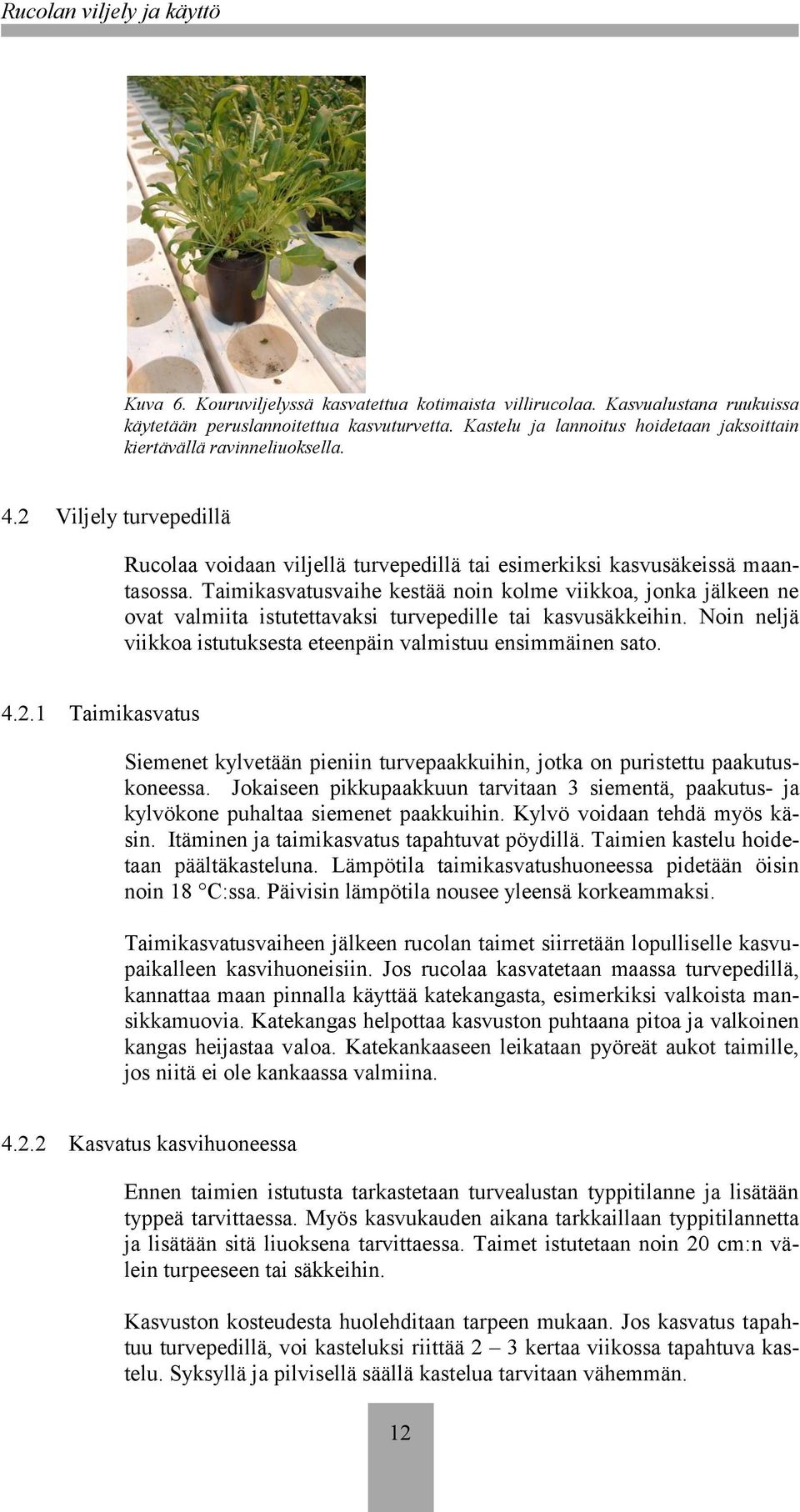 Taimikasvatusvaihe kestää noin kolme viikkoa, jonka jälkeen ne ovat valmiita istutettavaksi turvepedille tai kasvusäkkeihin. Noin neljä viikkoa istutuksesta eteenpäin valmistuu ensimmäinen sato. 4.2.