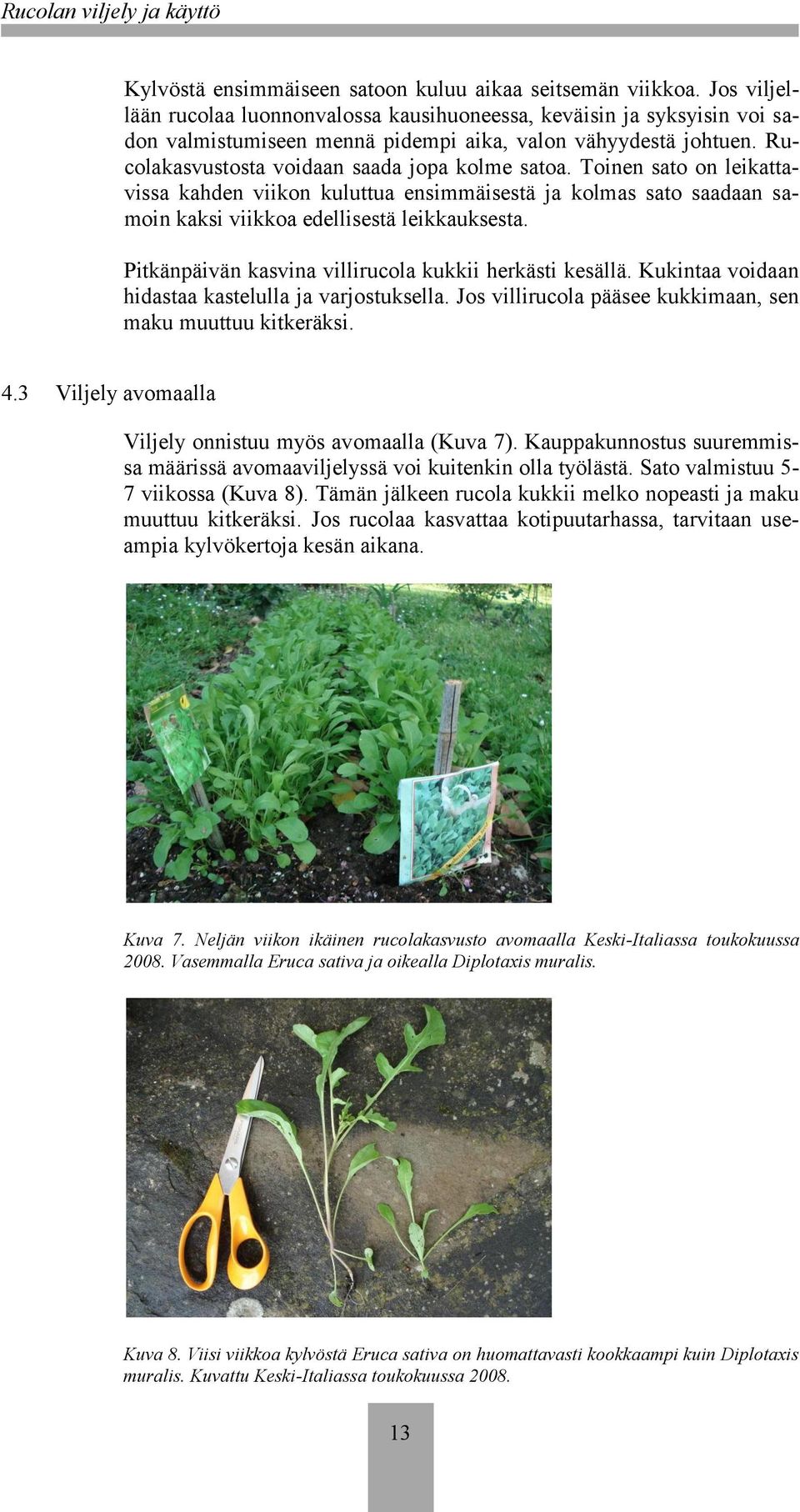 Toinen sato on leikattavissa kahden viikon kuluttua ensimmäisestä ja kolmas sato saadaan samoin kaksi viikkoa edellisestä leikkauksesta. Pitkänpäivän kasvina villirucola kukkii herkästi kesällä.