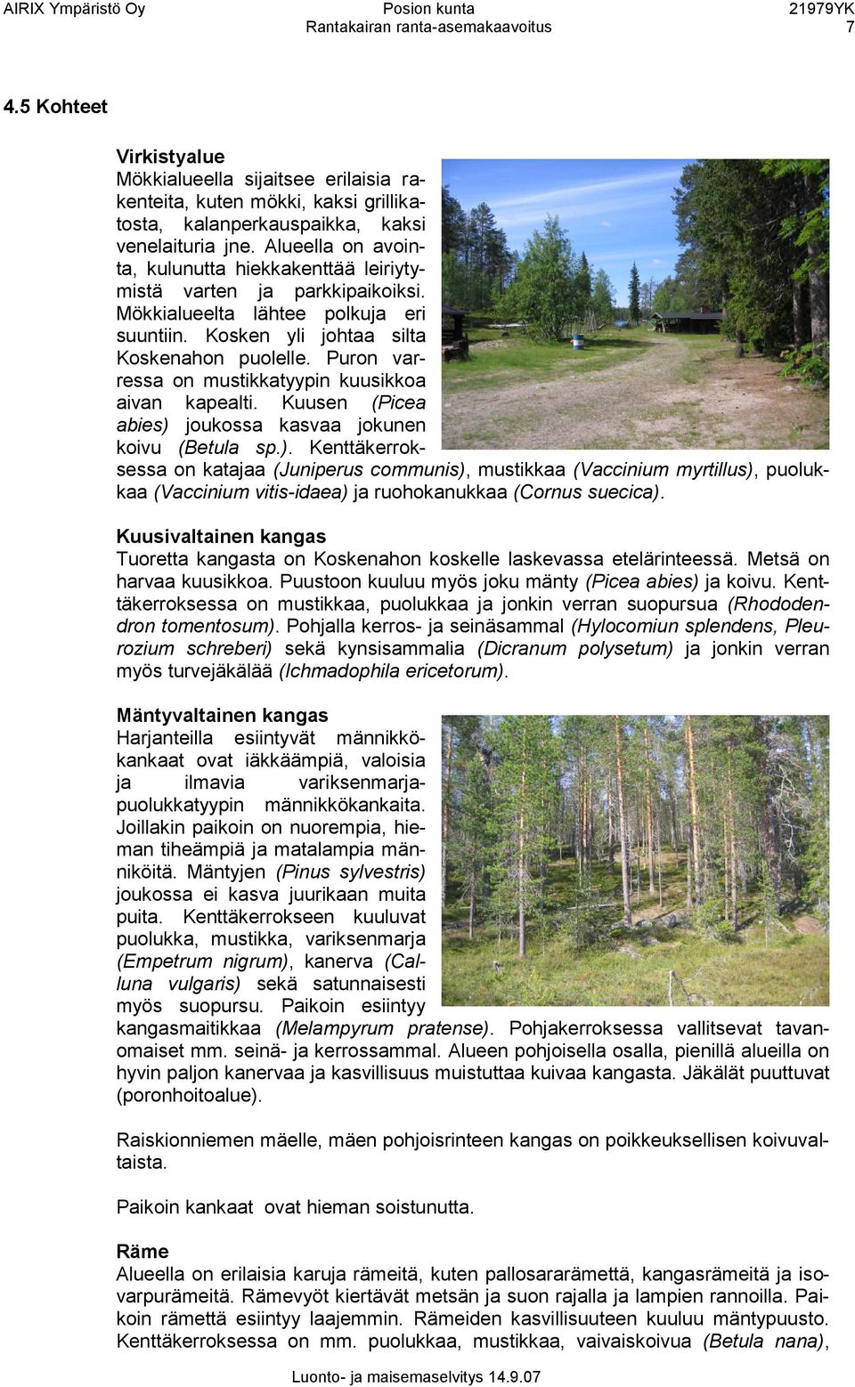 Puron varressa on mustikkatyypin kuusikkoa aivan kapealti. Kuusen (Picea abies) 