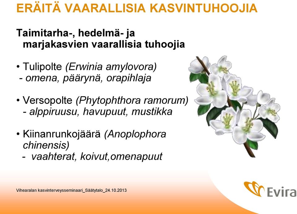 orapihlaja Versopolte (Phytophthora ramorum) - alppiruusu, havupuut,