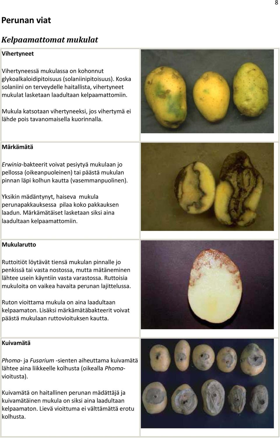 Märkämätä Erwinia bakteerit voivat pesiytyä mukulaan jo pellossa (oikeanpuoleinen) tai päästä mukulan pinnan läpi kolhun kautta (vasemmanpuolinen).