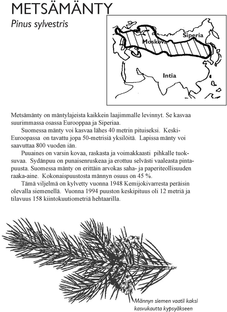 Puuaines on varsin kovaa, raskasta ja voimakkaasti pihkalle tuoksuvaa. Sydänpuu on punaisenruskeaa ja erottuu selvästi vaaleasta pintapuusta.