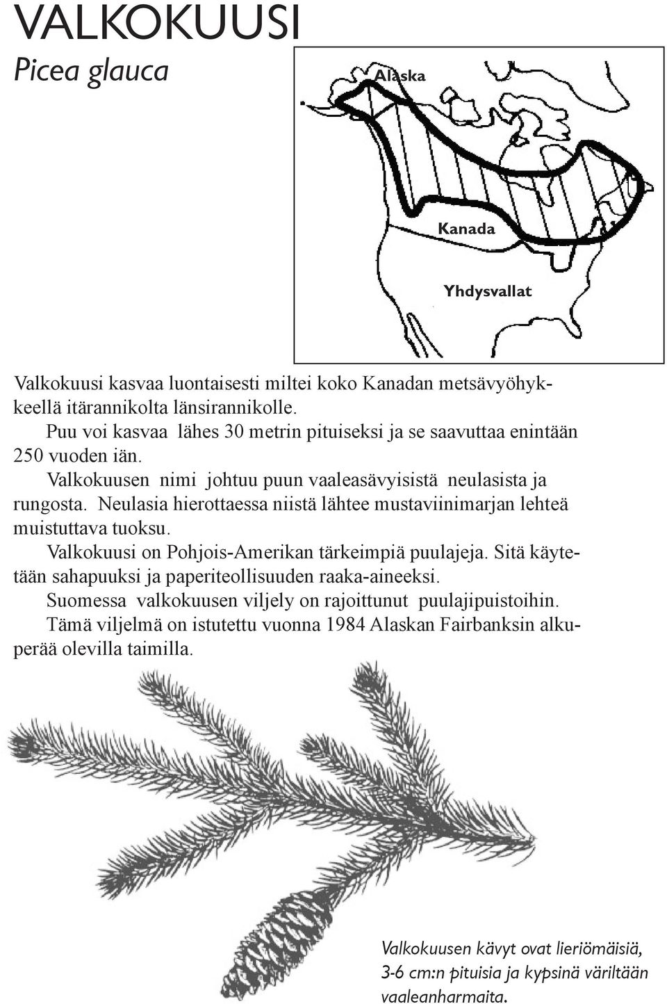 Neulasia hierottaessa niistä lähtee mustaviinimarjan lehteä muistuttava tuoksu. Valkokuusi on Pohjois-Amerikan tärkeimpiä puulajeja.