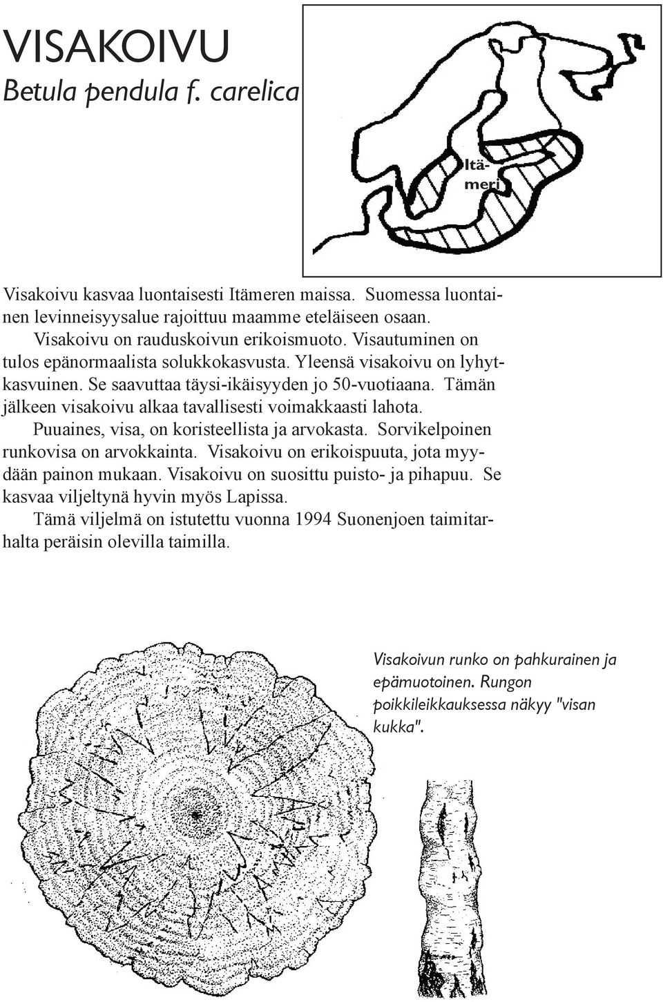 Tämän jälkeen visakoivu alkaa tavallisesti voimakkaasti lahota. Puuaines, visa, on koristeellista ja arvokasta. Sorvikelpoinen runkovisa on arvokkainta.