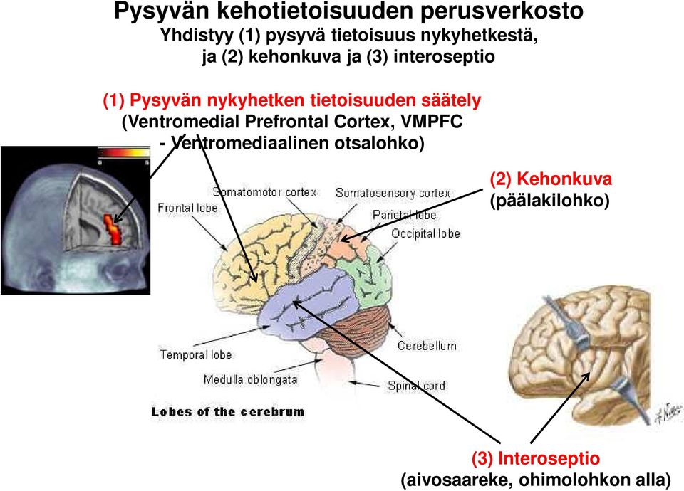 tietoisuuden säätely (Ventromedial Prefrontal Cortex, VMPFC -