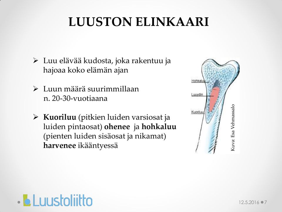 20-30-vuotiaana Kuoriluu (pitkien luiden varsiosat ja luiden pintaosat)