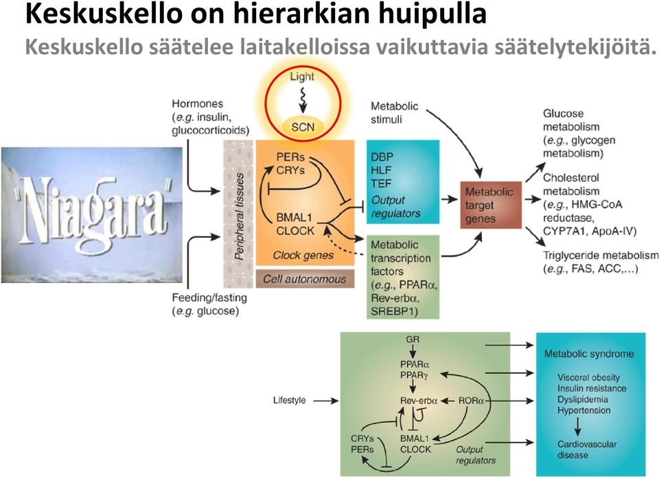 Keskuskello säätelee