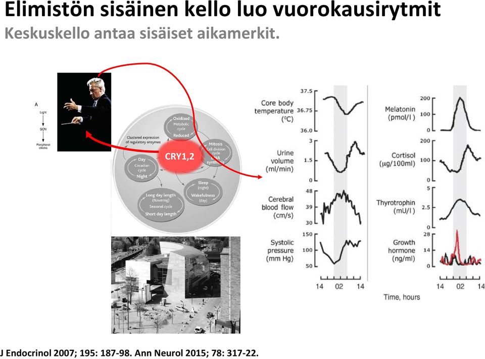 sisäiset aikamerkit.