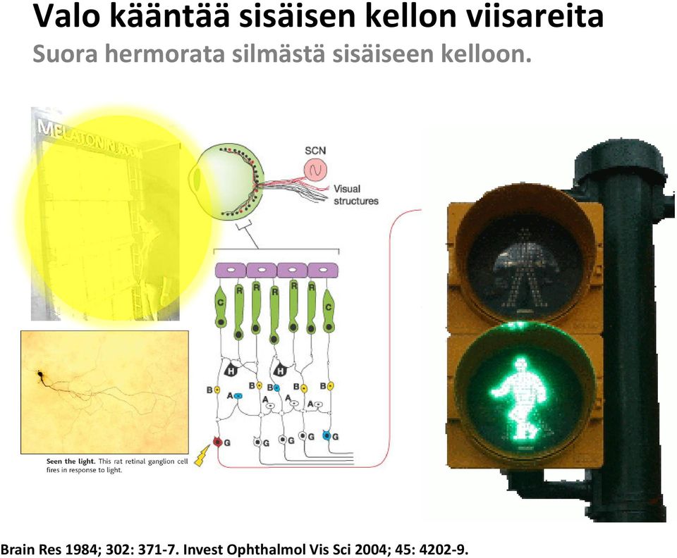 sisäiseen kelloon.