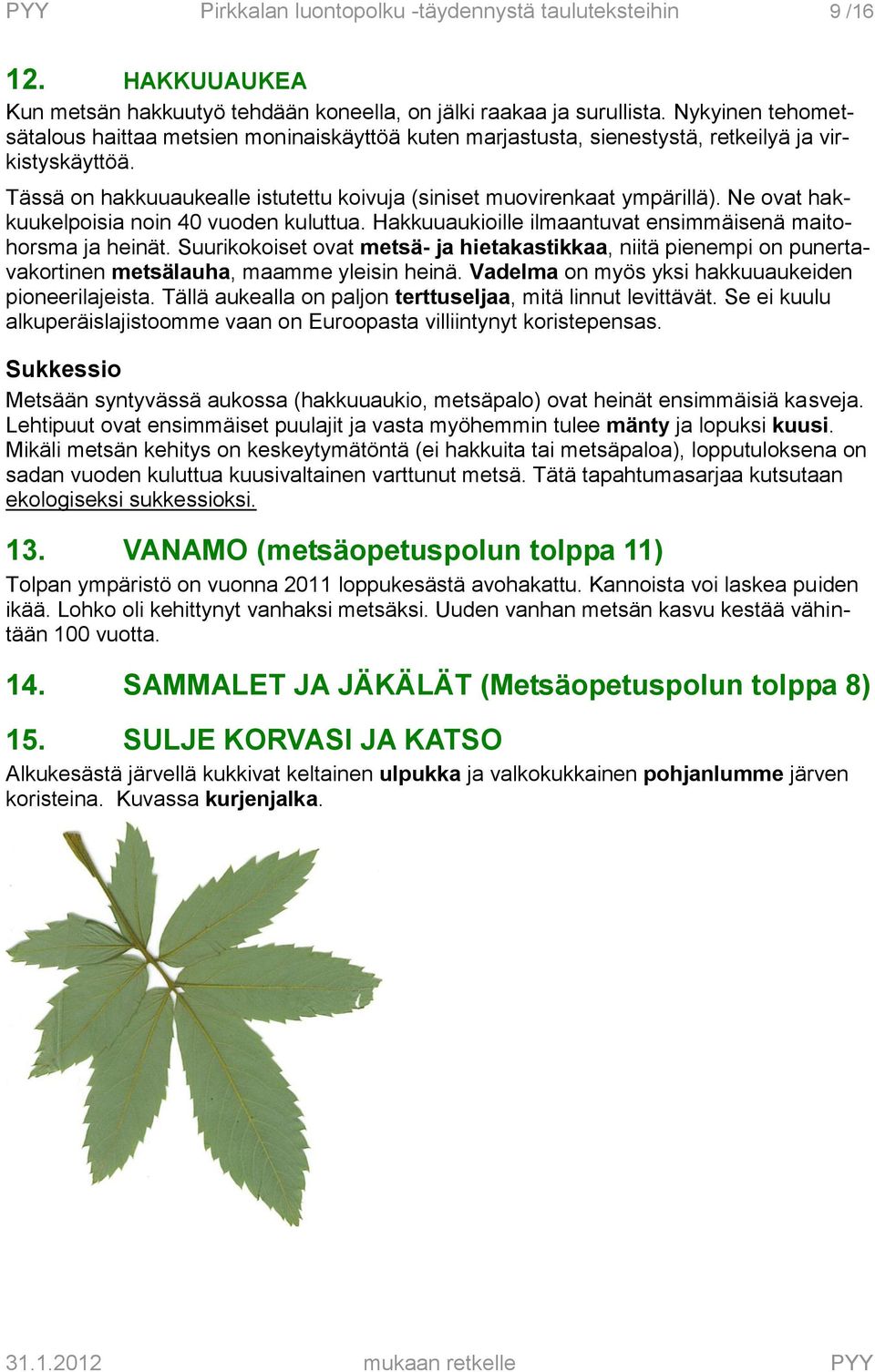 Ne ovat hakkuukelpoisia noin 40 vuoden kuluttua. Hakkuuaukioille ilmaantuvat ensimmäisenä maitohorsma ja heinät.