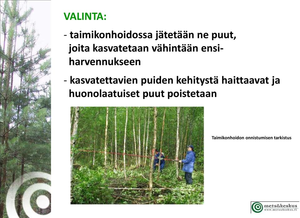 kasvatettavien puiden kehitystä haittaavat ja