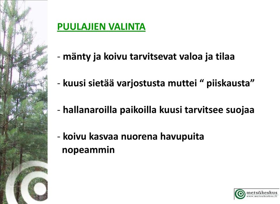 piiskausta - hallanaroilla paikoilla kuusi