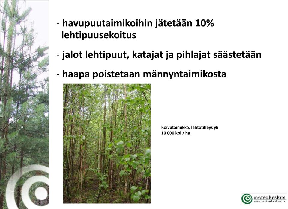 ja pihlajat säästetään - haapa poistetaan