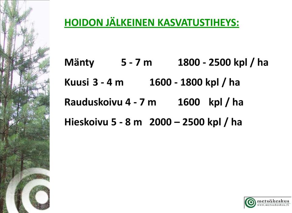 1600-1800 kpl / ha Rauduskoivu 4-7 m