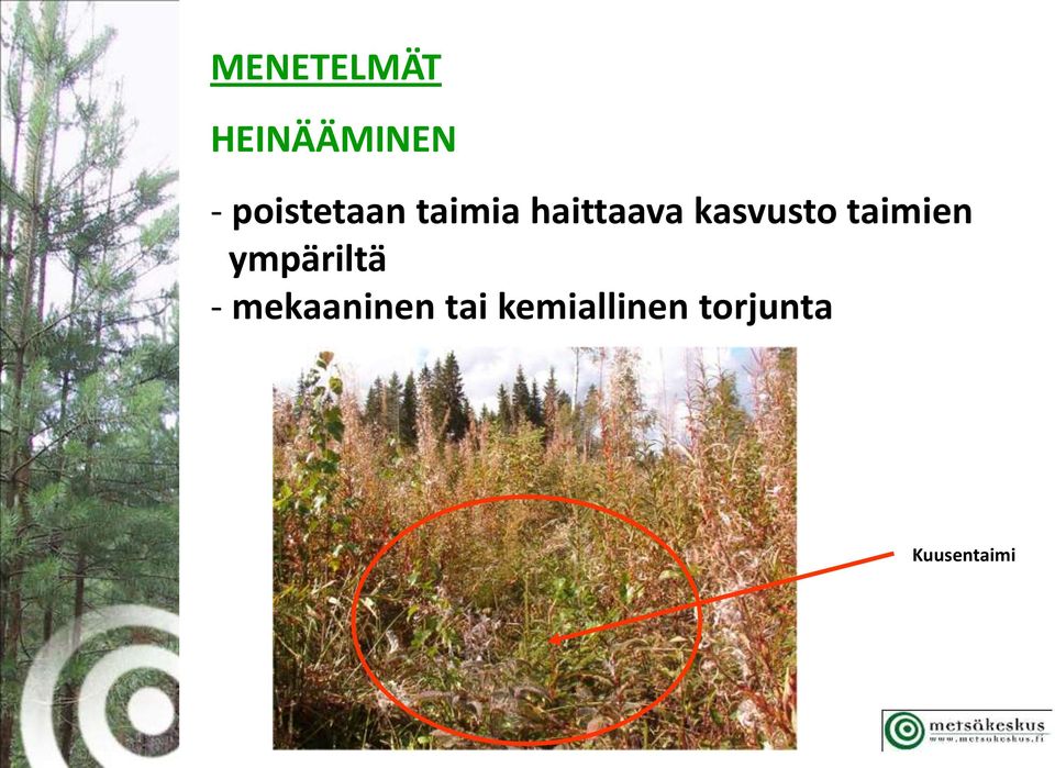 kasvusto taimien ympäriltä -