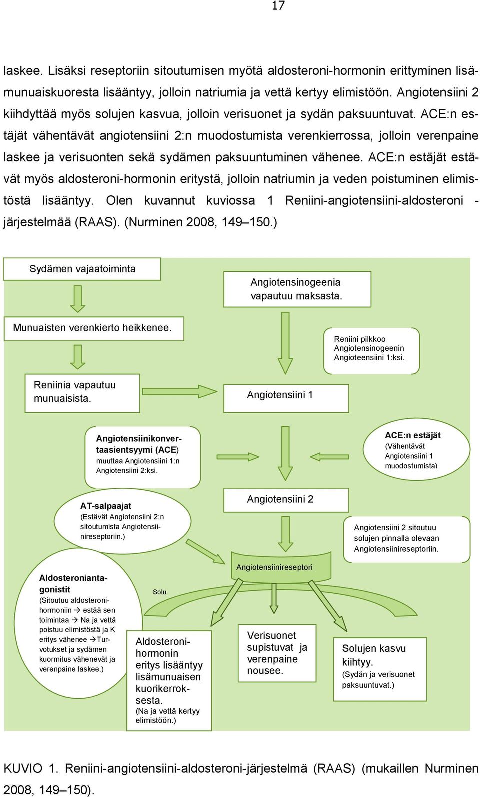 ACE:n estäjät vähentävät angiotensiini 2:n muodostumista verenkierrossa, jolloin verenpaine laskee ja verisuonten sekä sydämen paksuuntuminen vähenee.