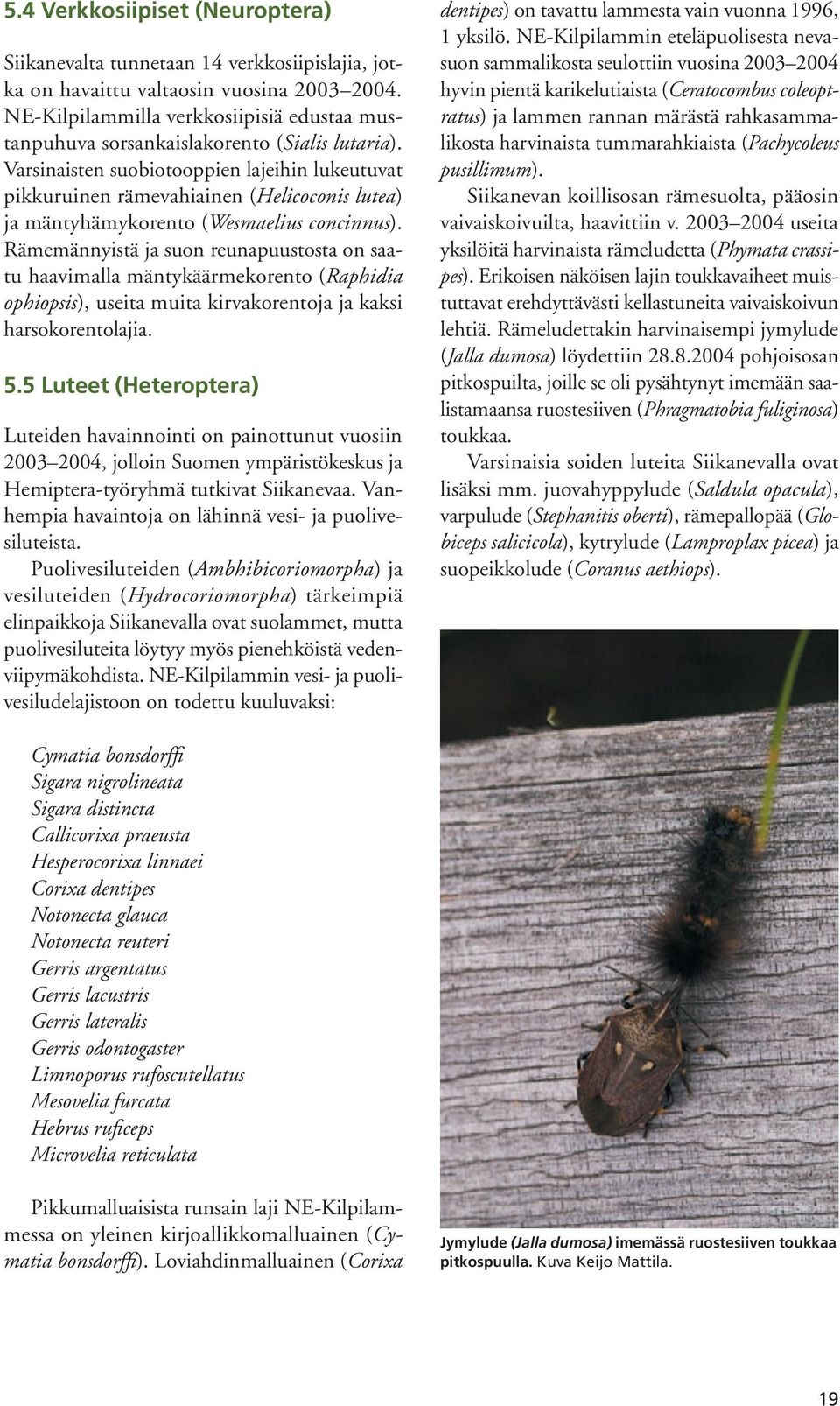 Varsinaisten suobiotooppien lajeihin lukeutuvat pikkuruinen rämevahiainen (Helicoconis lutea) ja mäntyhämykorento (Wesmaelius concinnus).