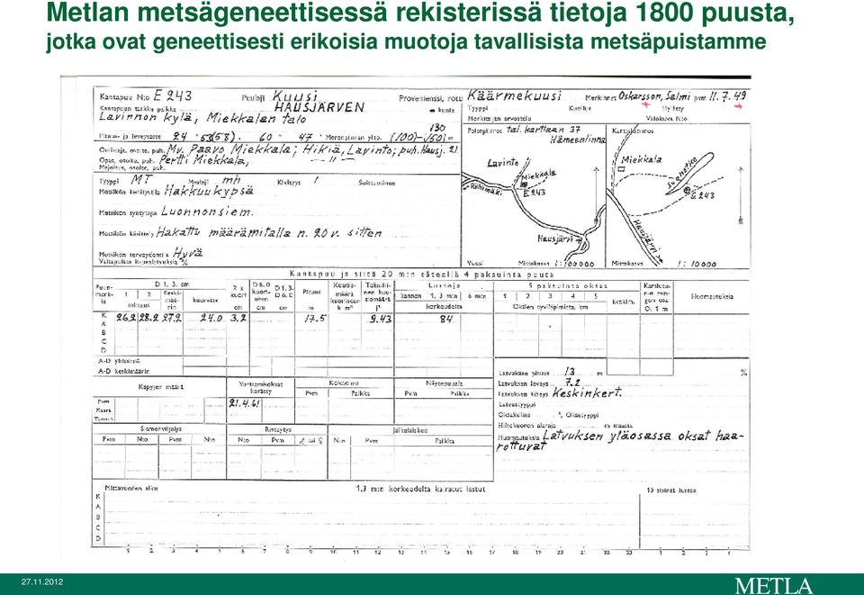 rekisterissä tietoja 1800 puusta,