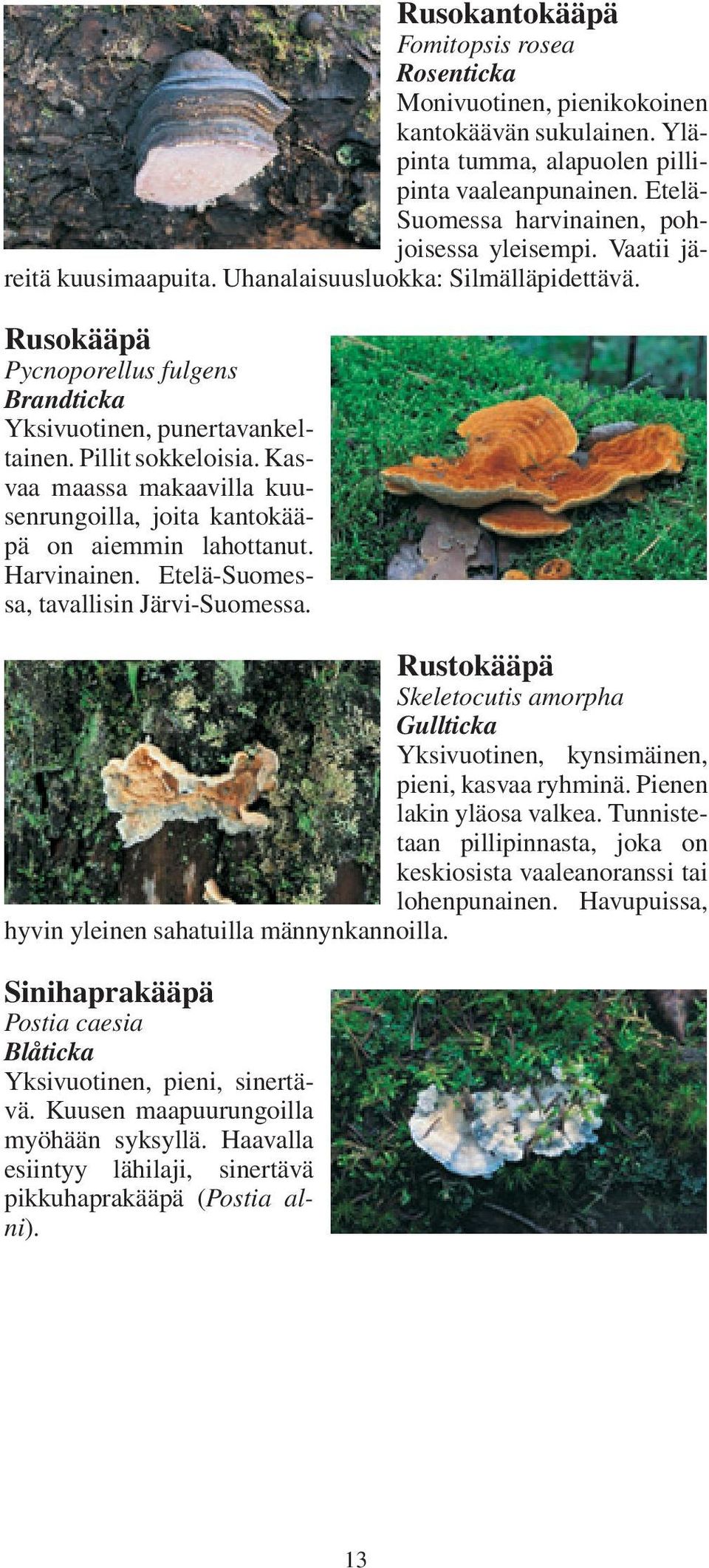 Kasvaa maassa makaavilla kuusenrungoilla, joita kantokääpä on aiemmin lahottanut. Harvinainen. Etelä-Suomessa, tavallisin Järvi-Suomessa.