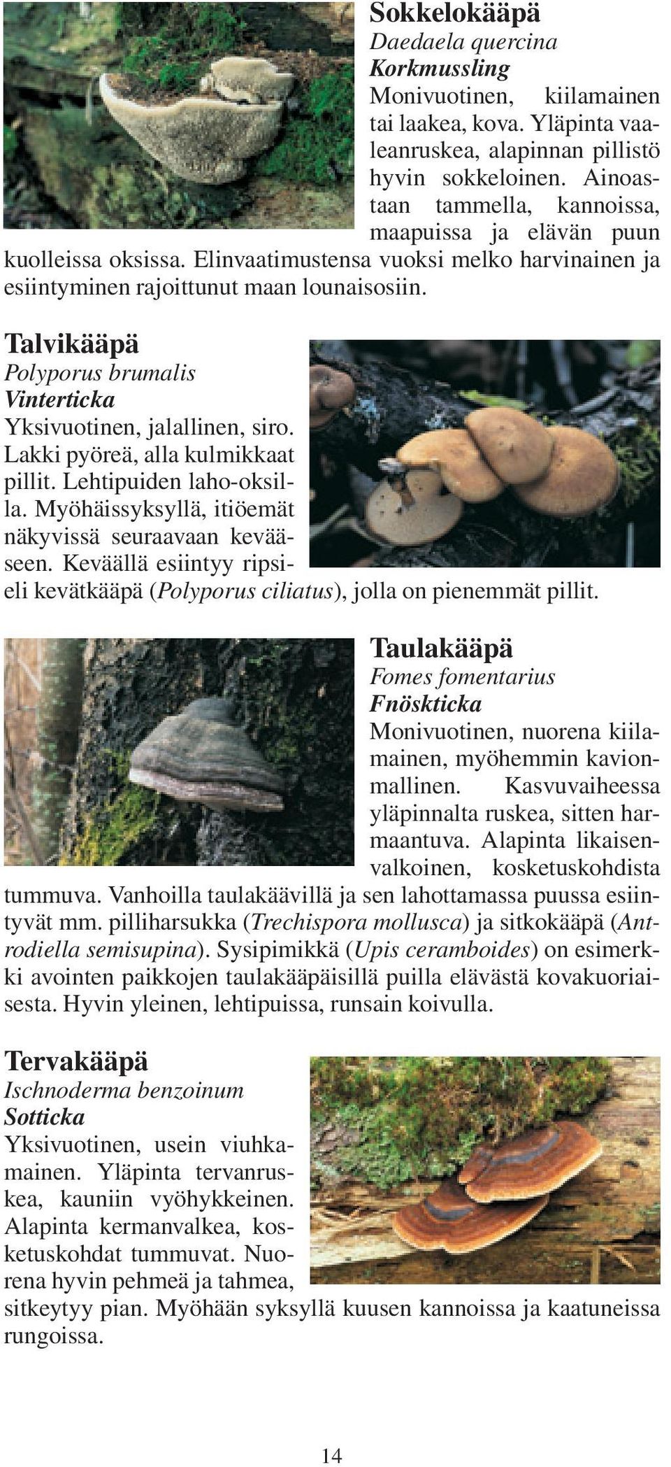 Talvikääpä Polyporus brumalis Vinterticka Yksivuotinen, jalallinen, siro. Lakki pyöreä, alla kulmikkaat pillit. Lehtipuiden laho-oksilla. Myöhäissyksyllä, itiöemät näkyvissä seuraavaan kevääseen.