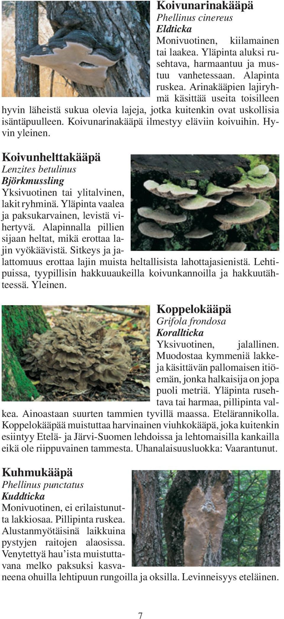 Koivunhelttakääpä Lenzites betulinus Björkmussling Yksivuotinen tai ylitalvinen, lakit ryhminä. Yläpinta vaalea ja paksukarvainen, levistä vihertyvä.