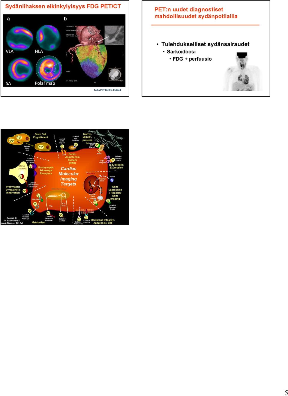 Angiotensin System (RAS) Matrix- Metalloproteina se MMP Nucleus Product MMP αvβ3 Integrin α v β 3 Integrin Expression Vector Integrin Expression / Imaging FFA TCA Flux