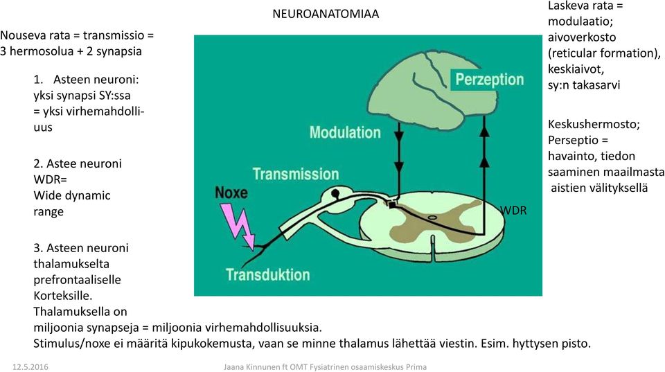 Keskushermosto; Perseptio = havainto, tiedon saaminen maailmasta aistien välityksellä 3. Asteen neuroni thalamukselta prefrontaaliselle Korteksille.