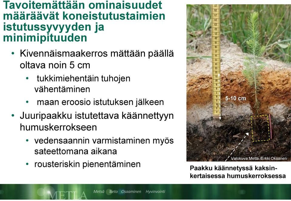 istutuksen jälkeen Juuripaakku istutettava käännettyyn humuskerrokseen vedensaannin varmistaminen myös