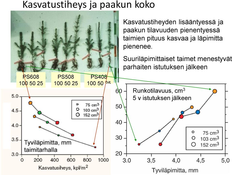 Suuriläpimittaiset taimet menestyvät parhaiten istutuksen jälkeen PS608 100 50 25