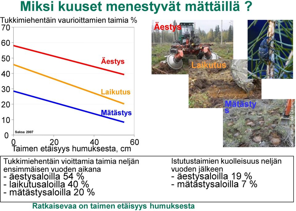 2007 0 20 40 60 Taimen etäisyys humuksesta, cm Tukkimiehentäin vioittamia taimia neljän ensimmäisen vuoden aikana -