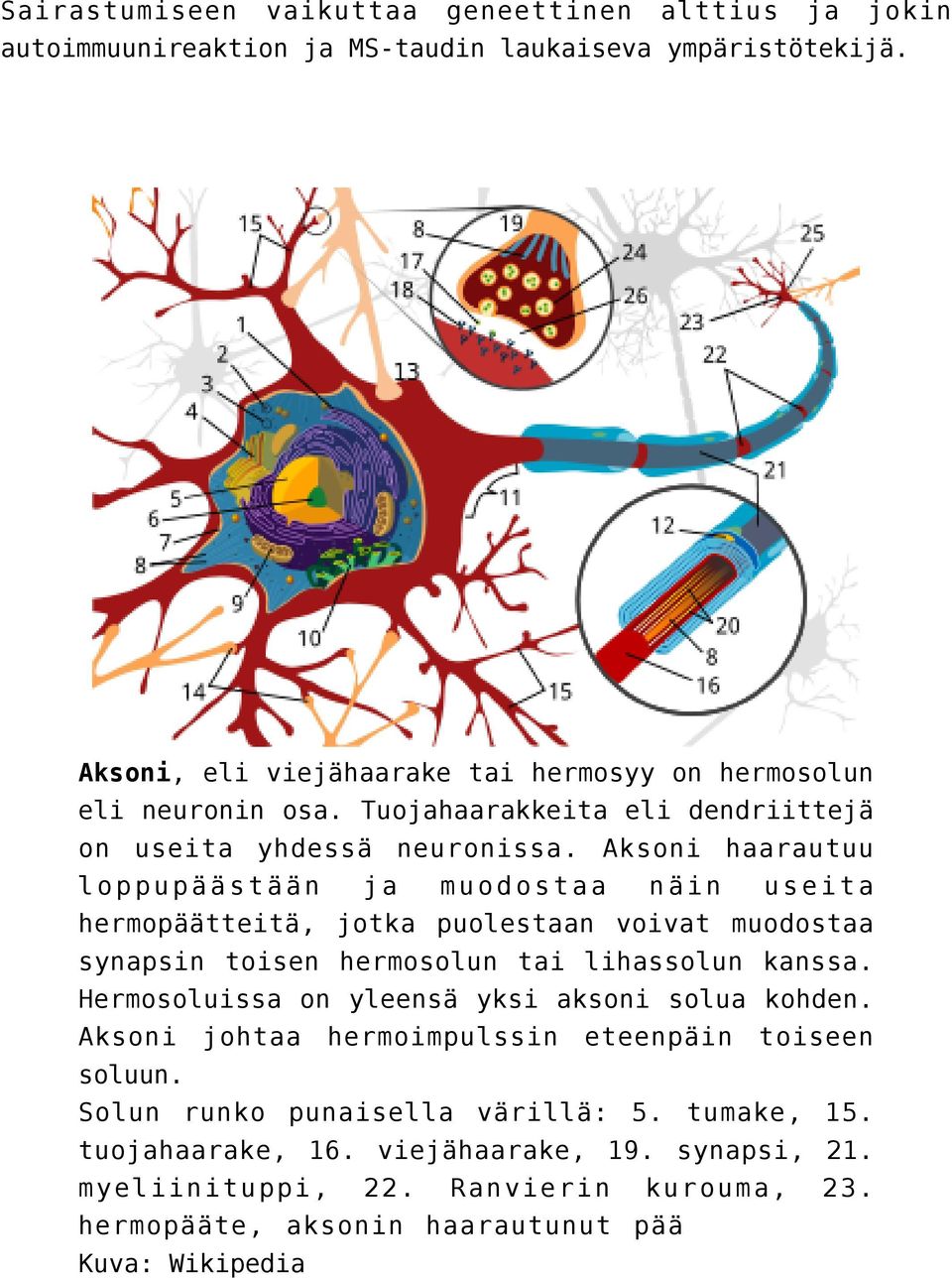 Aksoni haarautuu loppupäästään ja muodostaa näin useita hermopäätteitä, jotka puolestaan voivat muodostaa synapsin toisen hermosolun tai lihassolun kanssa.