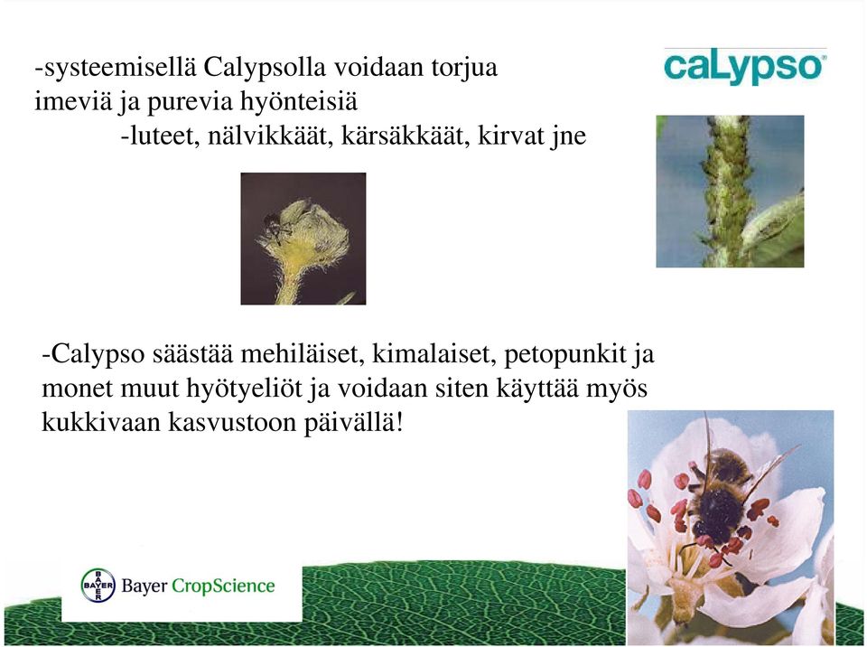 -Calypso säästää mehiläiset, kimalaiset, petopunkit ja monet