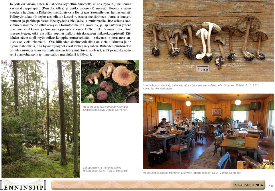Pallotyvirisakas (Inocybe assimilata) kasvoi runsaana metsärinteen tieuralla kuusen, tammen ja pähkinäpensaan läheisyydessä hiekkaisella multamaalla.