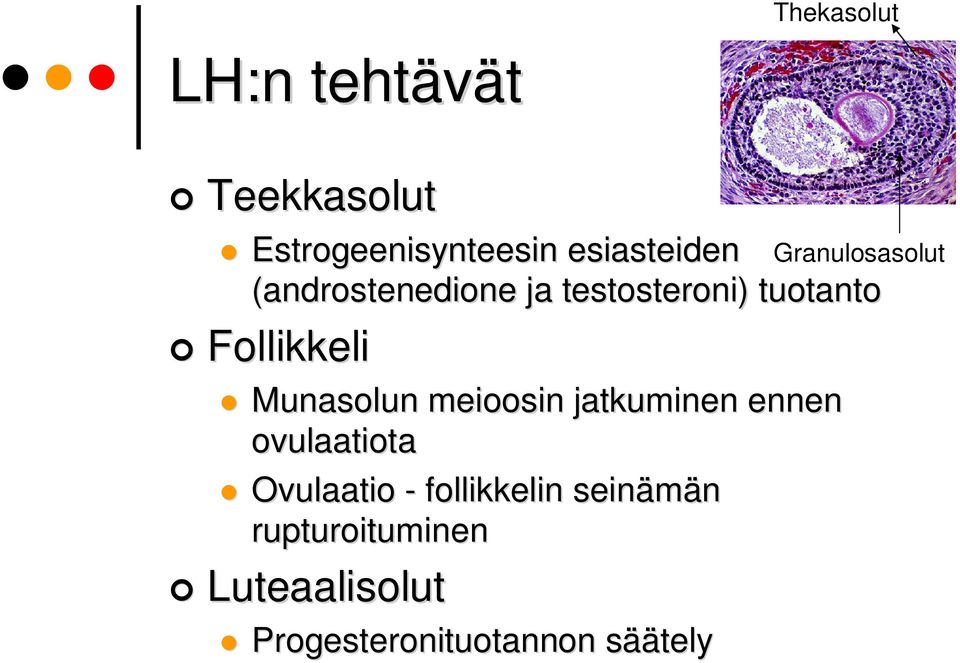 meioosin jatkuminen ennen ovulaatiota Ovulaatio - follikkelin seinämän