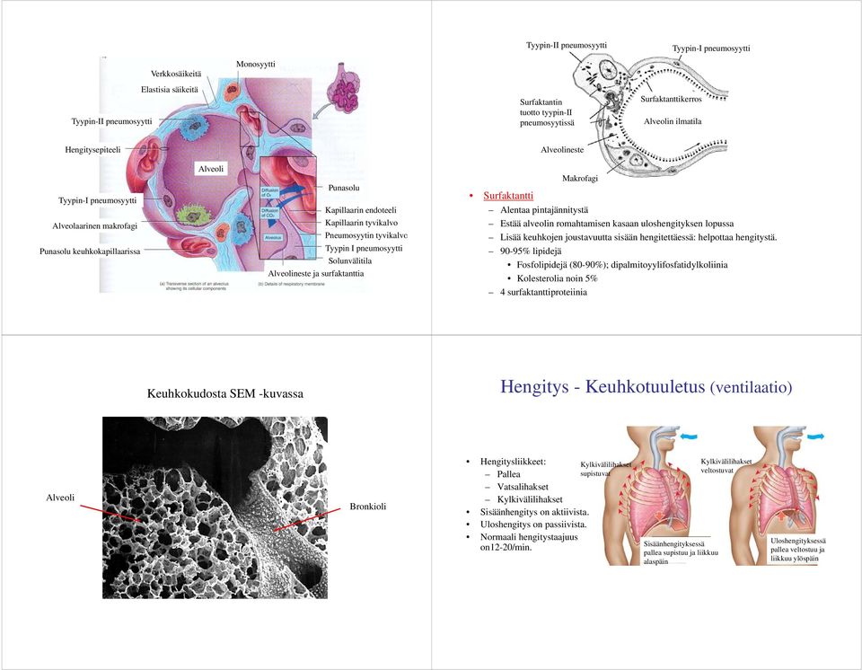 Tyypin I pneumosyytti Solunvälitila Alveolineste ja surfaktanttia Makrofagi Surfaktantti Alentaa pintajännitystä Estää alveolin romahtamisen kasaan uloshengityksen lopussa Lisää keuhkojen
