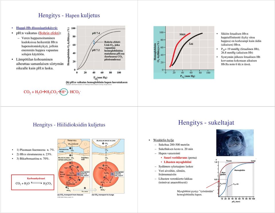 2 4 6 P (mm Hg) Bohrin efekti: Lisä-, joka vapautuu hemoglobiinista matalassa ph:ssa (korkeassa C pitoisuudessa) 8 ph:n vaikutus hemoglobiinin hapen luovutukseen nin s (%) Hemoglobii 2 -kylläisyys 8