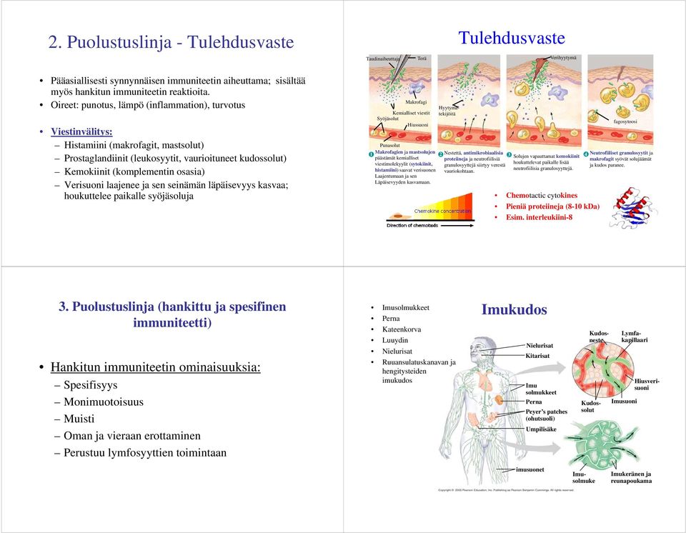 ilaajenee ja sen seinämän ä läpäisevyys äi kasvaa; houkuttelee paikalle syöjäsoluja Tulehdusvaste Taudinaiheuttaja Terä Verihyytymä Makrofagi Kemialliset viestit Syöjäsolut Hiussuoni Hyytymätekijöitä