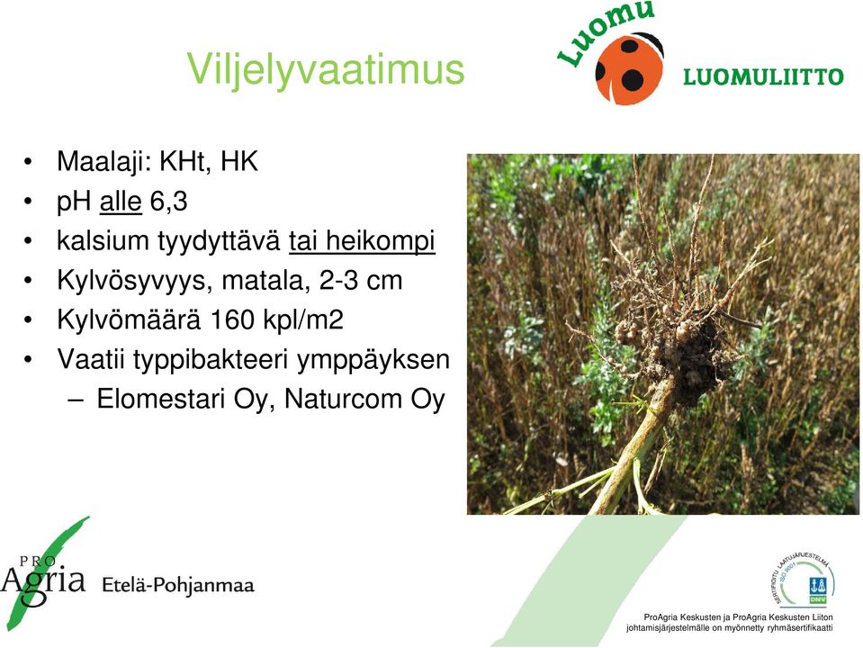 matala, 2-3 cm Kylvömäärä 160 kpl/m2 Vaatii