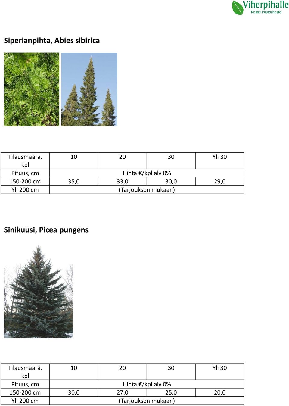 29,0 Sinikuusi, Picea pungens Pituus, cm