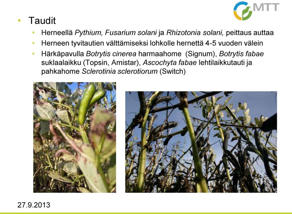 Härkäpavulla Botrytis cinerea harmaahome (Signum), Botrytis fabae suklaalaikku