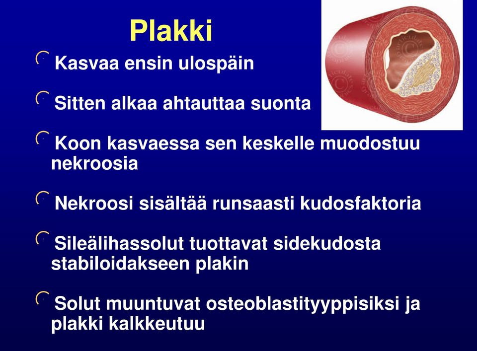 runsaasti kudosfaktoria Sileälihassolut tuottavat sidekudosta