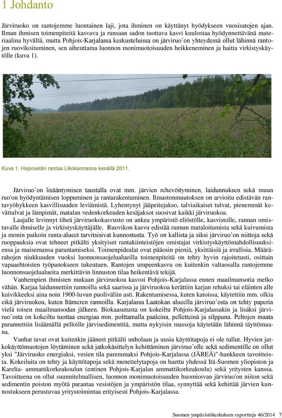 rantojen ruovikoituminen, sen aiheuttama luonnon monimuotoisuuden heikkeneminen ja haitta virkistyskäytölle (kuva 1). Kuva 1. Heposelän rantaa Likokannassa kesällä 2011.