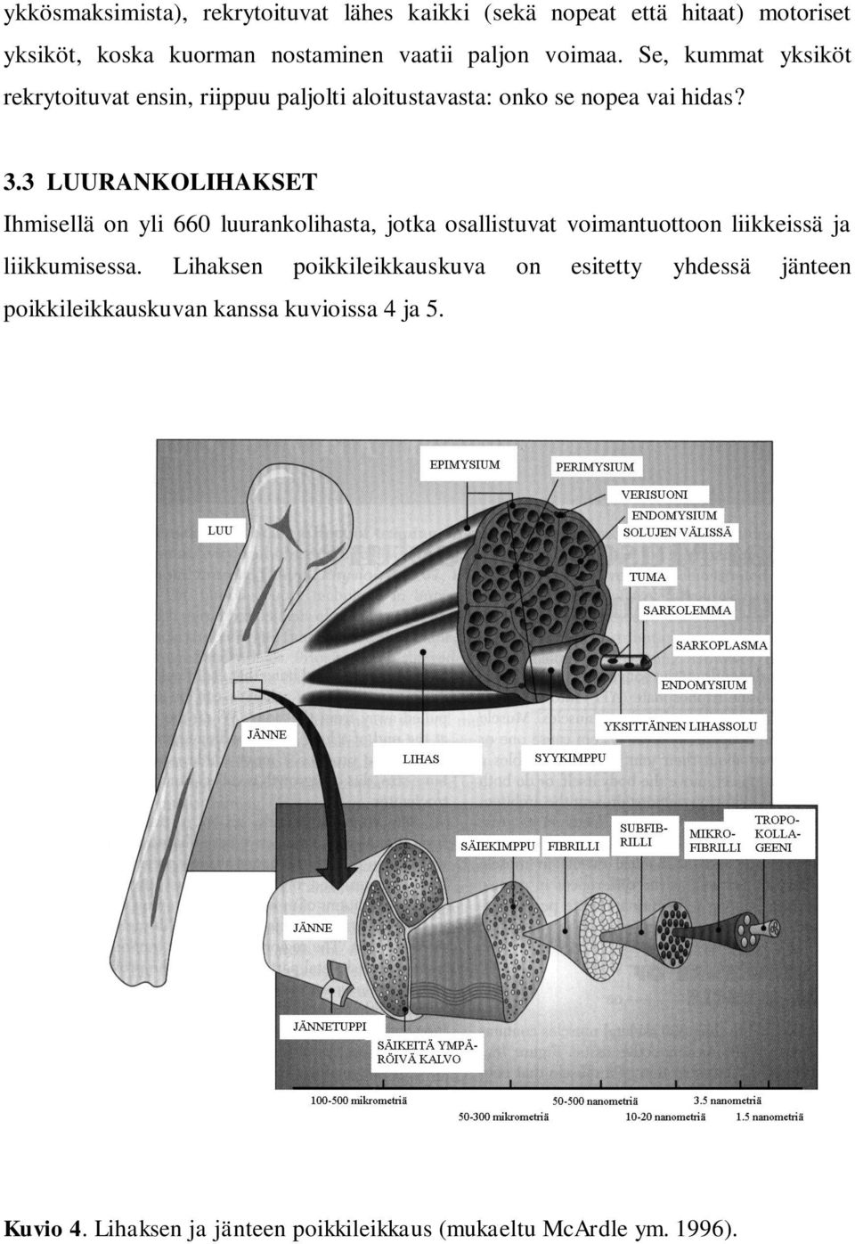 3 LUURANKOLIHAKSET Ihmisellä on yli 660 luurankolihasta, jotka osallistuvat voimantuottoon liikkeissä ja liikkumisessa.