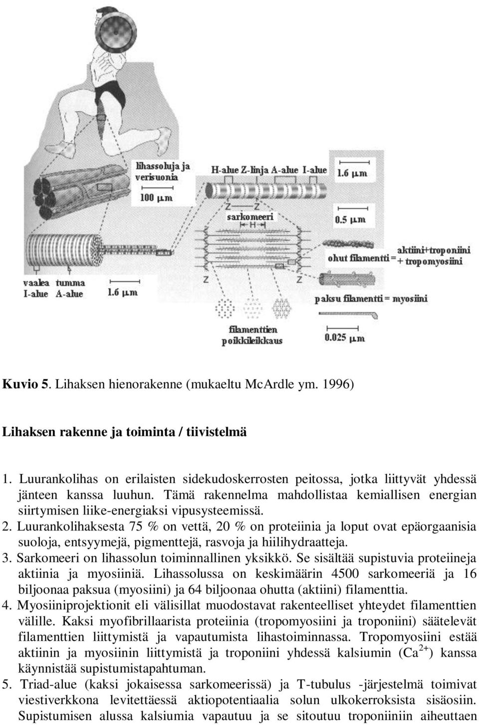 2. Luurankolihaksesta 75 % on vettä, 20 % on proteiinia ja loput ovat epäorgaanisia suoloja, entsyymejä, pigmenttejä, rasvoja ja hiilihydraatteja. 3. Sarkomeeri on lihassolun toiminnallinen yksikkö.